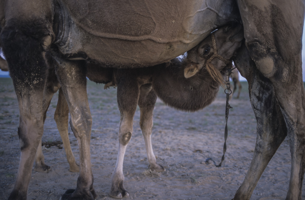 Nomads Nomadic Children Mongolia - copyright 2013 Sven Zellner/Agentur Focus